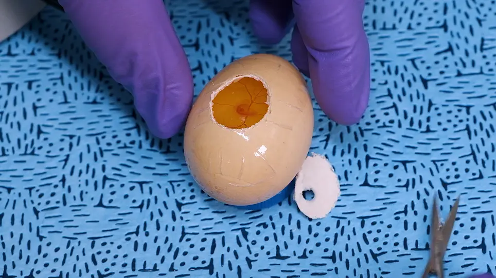 <em>In Ovo</em> and <em>Ex Ovo</em> Methods to Study Avian Inner Ear Development