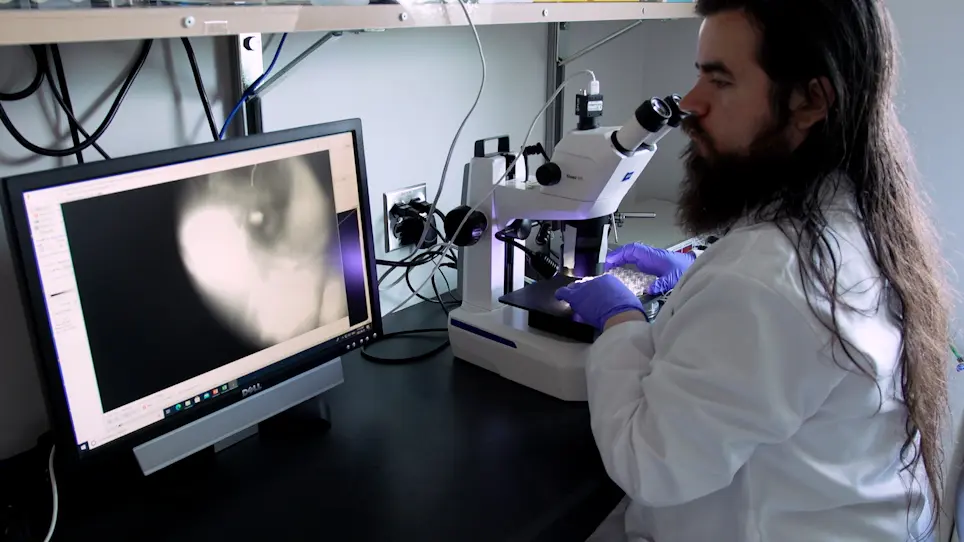 CRISPR-Cas9-Mediated Precise Knock-In Edits in Zebrafish Hearts