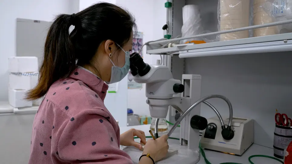 Analyzing Starvation-Induced Autophagy in the <em>Drosophila melanogaster</em> Larval Fat Body