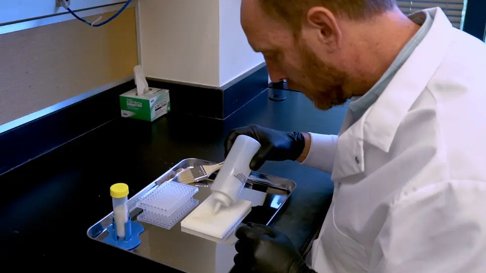 Fast Colony Forming Unit Counting in 96-Well Plate Format Applied to the <em>Drosophila</em> Microbiome