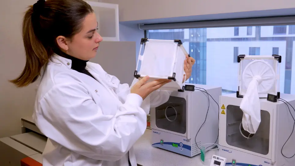 Determining Temperature Preference of Mosquitoes and Other Ectotherms