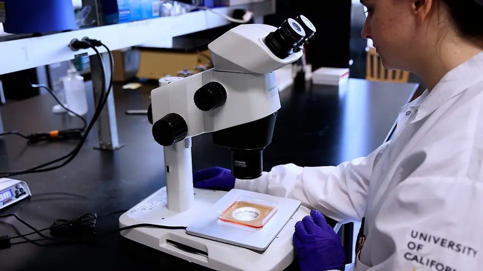 Isolation of Small Preantral Follicles from the Bovine Ovary Using a Combination of Fragmentation, Homogenization, and Serial Filtration