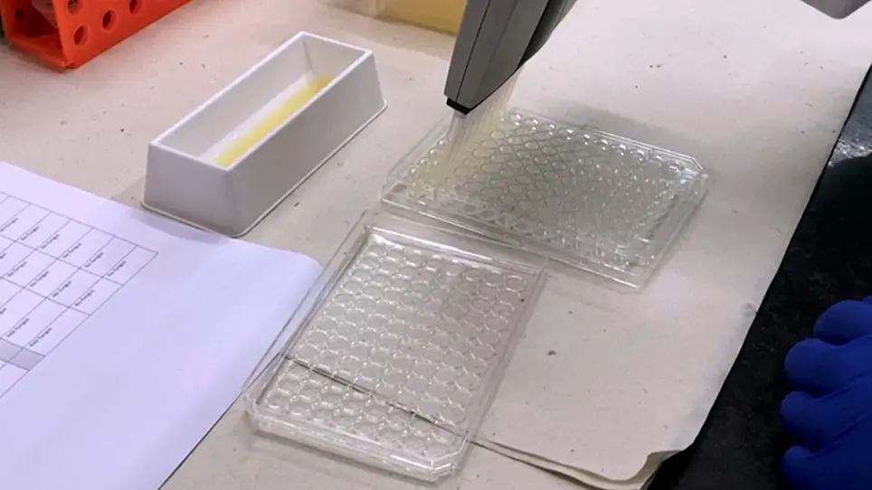 A Soluble Tetrazolium-Based Reduction Assay to Evaluate the Effect of Antibodies on <em>Candida tropicalis</em> Biofilms