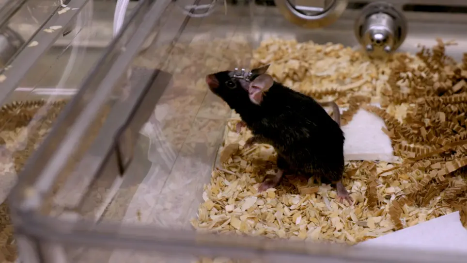 Electromagnetic Controlled Closed-Head Model of Mild Traumatic Brain Injury in Mice