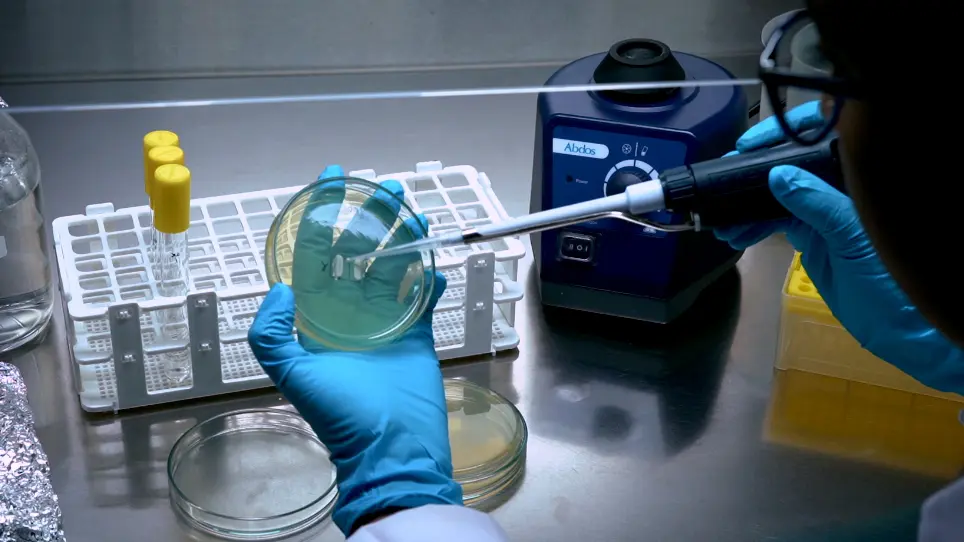 Determination of the Mating Efficiency of Haploids in <em>Saccharomyces cerevisiae</em>