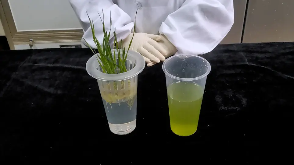 Determination of the Absorption, Translocation, and Distribution of Imidacloprid in Wheat