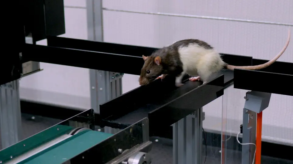 Utilizing a Reconfigurable Maze System to Enhance the Reproducibility of Spatial Navigation Tests in Rodents