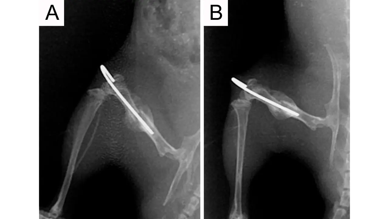 Establishing a Diaphyseal Femur Fracture Model in Mice