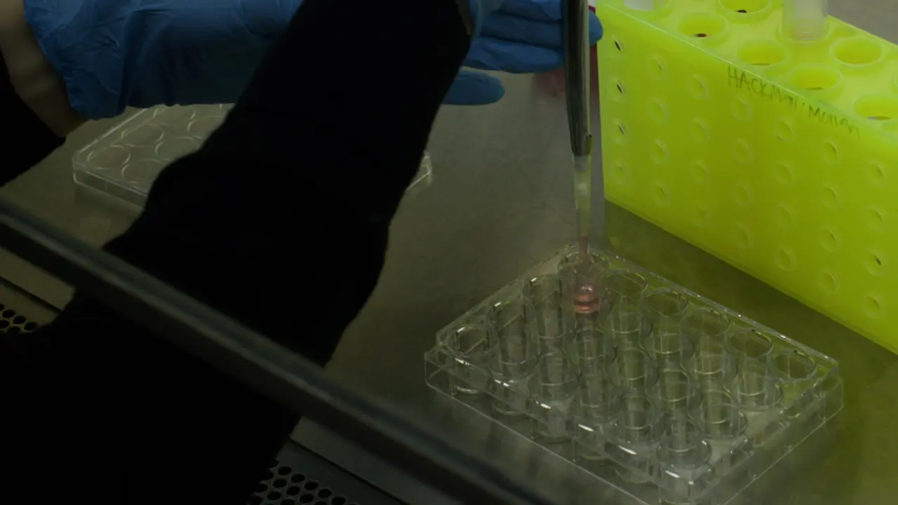 Studying the Epithelial Effects of Intestinal Inflammation <em>In Vitro</em> on Established Murine Colonoids