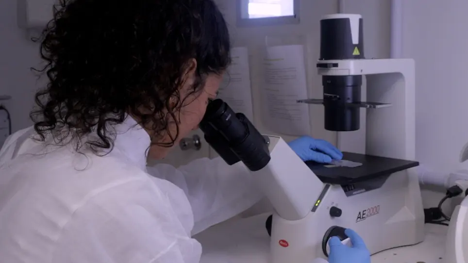 A 3D Culture Method of Spheroids of Embryonic and Liver Zebrafish Cell Lines