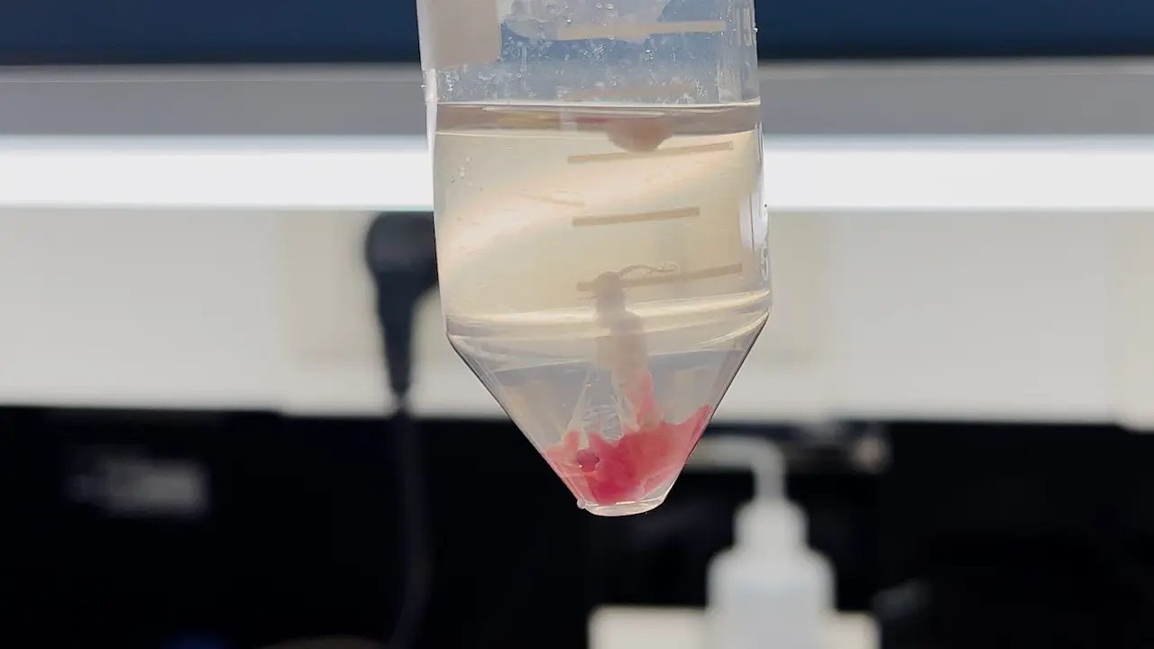 Pancreatic Tissue Dissection to Isolate Viable Single Cells