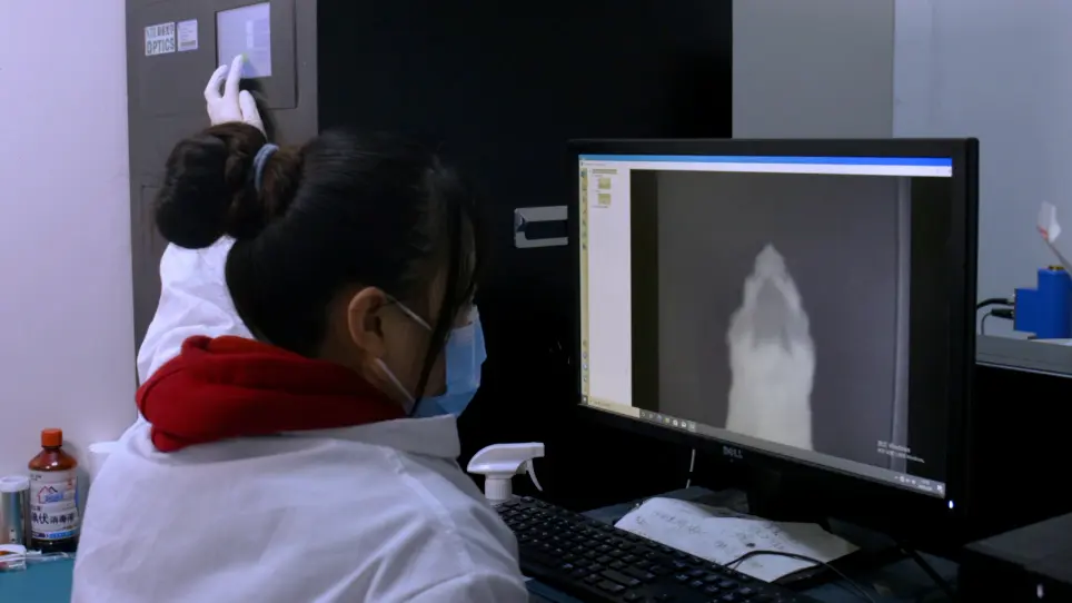 A Bright NIR-II Fluorescence Probe for Vascular and Tumor Imaging