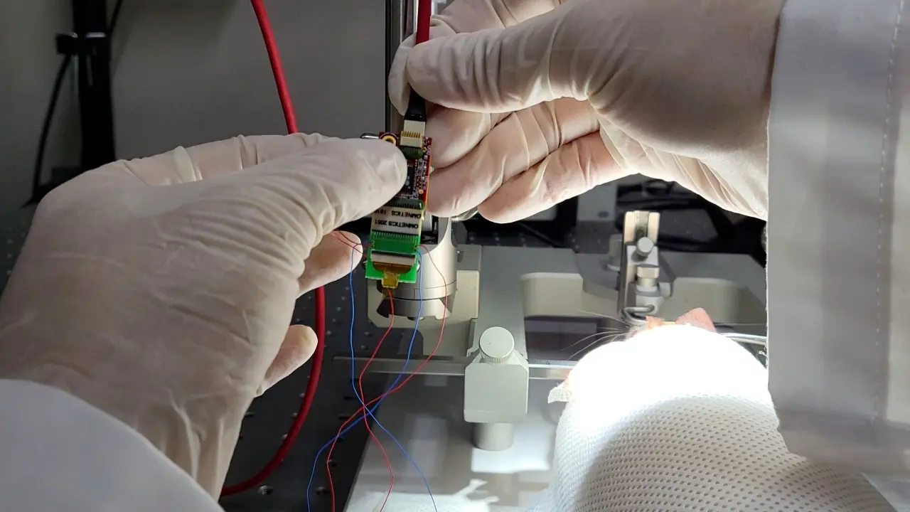 Brain Mapping Using a Graphene Electrode Array