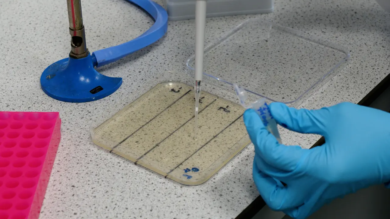 Understanding the Impact of Temperate Bacteriophages on Their Lysogens Through Transcriptomics