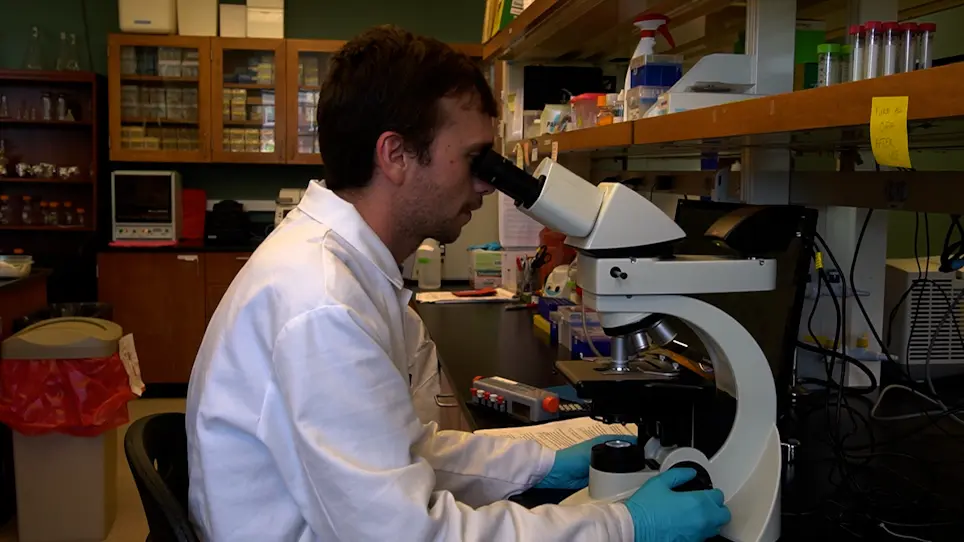 Generating Genetically Modified <em>Plasmodium berghei</em> Sporozoites