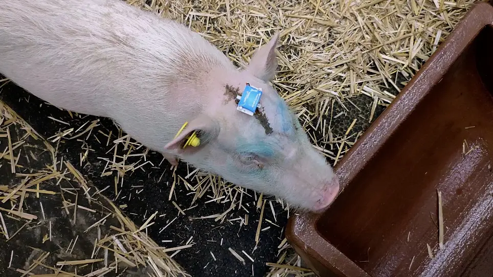 Subdural Soft Electrocorticography (ECoG) Array Implantation and Long-Term Cortical Recording in Minipigs