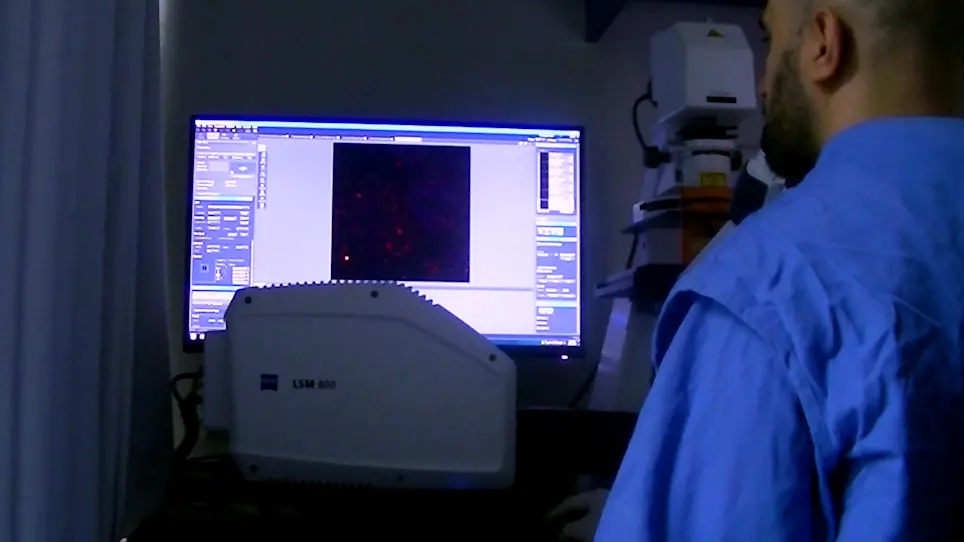 Evaluating Autophagy Levels in Two Different Pancreatic Cell Models Using LC3 Immunofluorescence