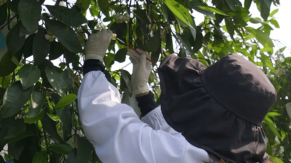 Determination of Self-(In)compatibility and Inter-(In)compatibility Relationships in Citrus Using Manual Pollination, Microscopy, and <em>S</em>-Genotype Analyses