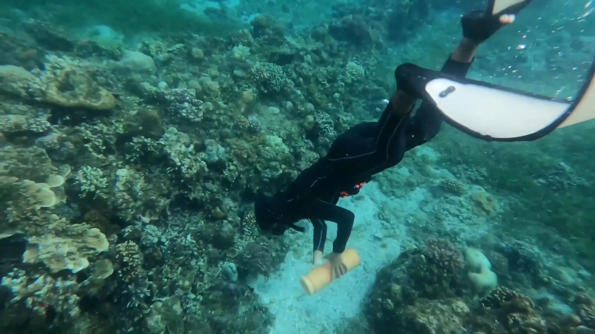 Collecting Marine Gnathiid Isopod Fish Parasites with Light Traps