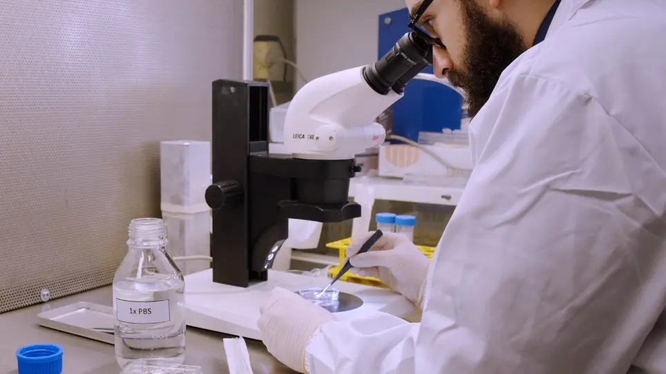 Preparation of 3D Decellularized Matrices from Fetal Mouse Skeletal Muscle for Cell Culture