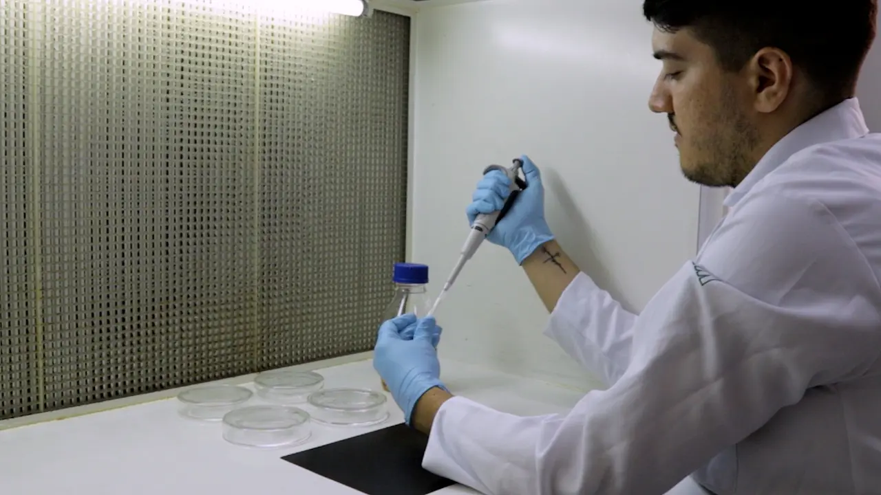 Isolation, Characterization, and Total DNA Extraction to Identify Endophytic Fungi in Mycoheterotrophic Plants