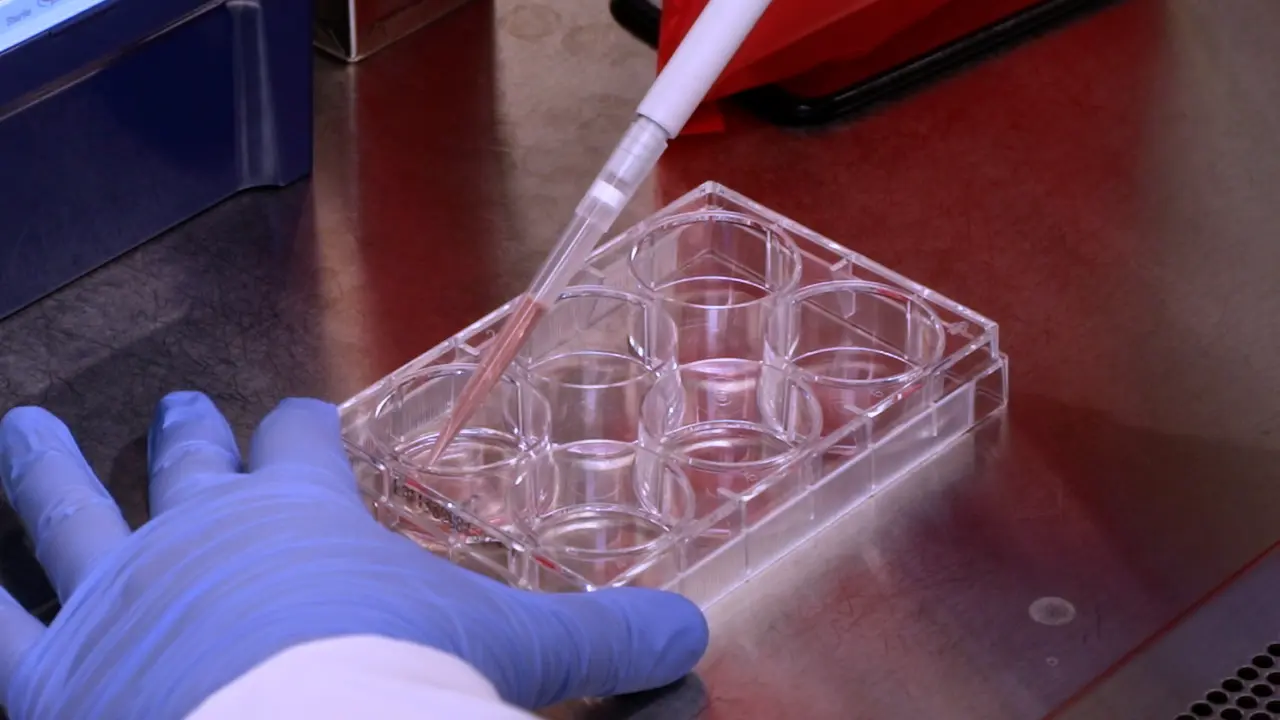 Oxygen-Independent Assays to Measure Mitochondrial Function in Mammals