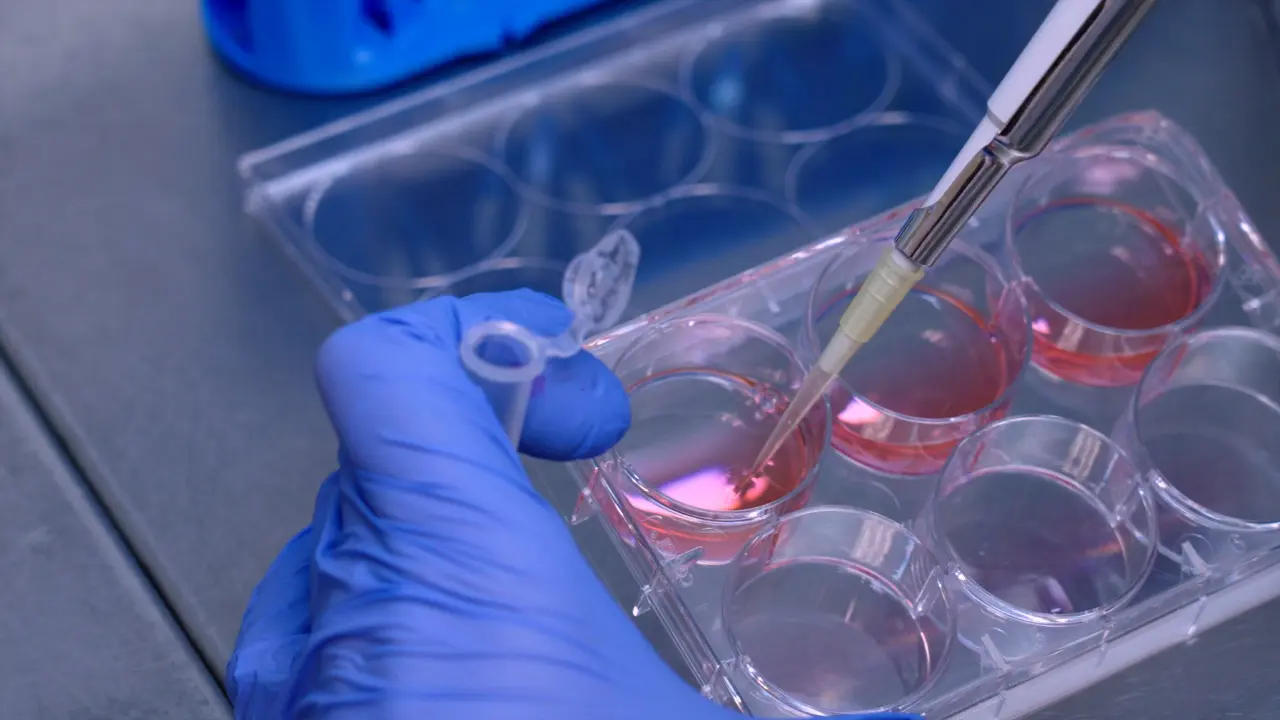 Transmitochondrial Cybrid Generation Using Cancer Cell Lines