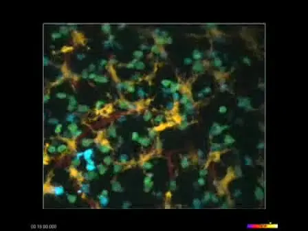 In situ Imaging of the Mouse Thymus Using 2-Photon Microscopy