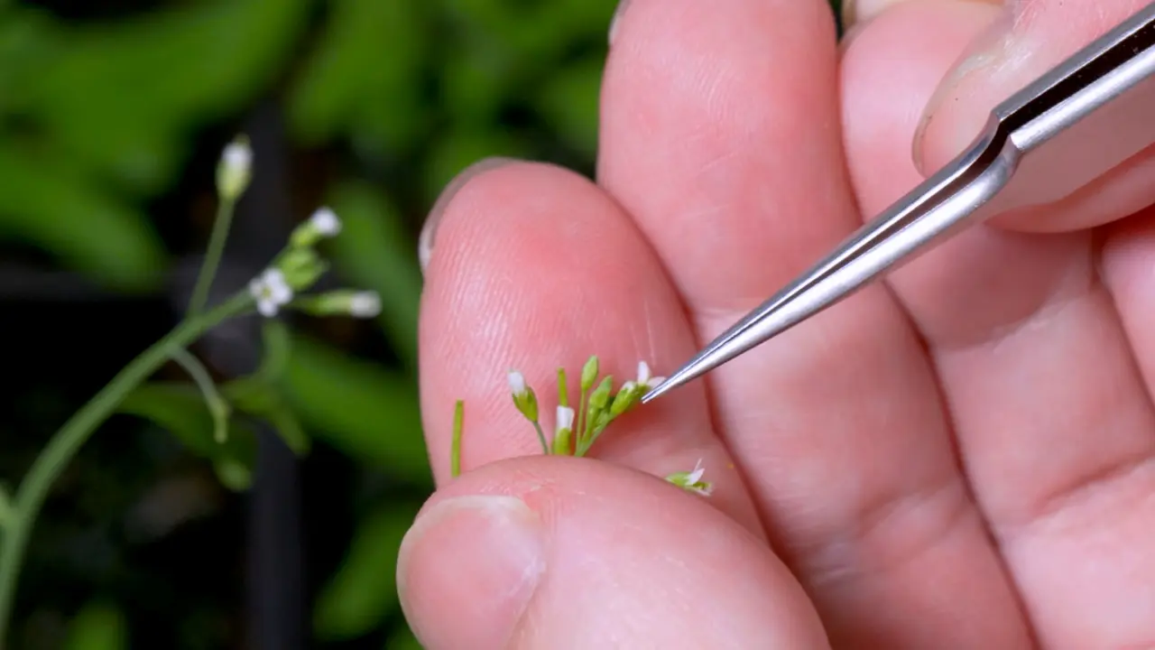 A High-Resolution, Single-Grain, <em>In Vivo</em> Pollen Hydration Bioassay for <em>Arabidopsis thaliana</em>