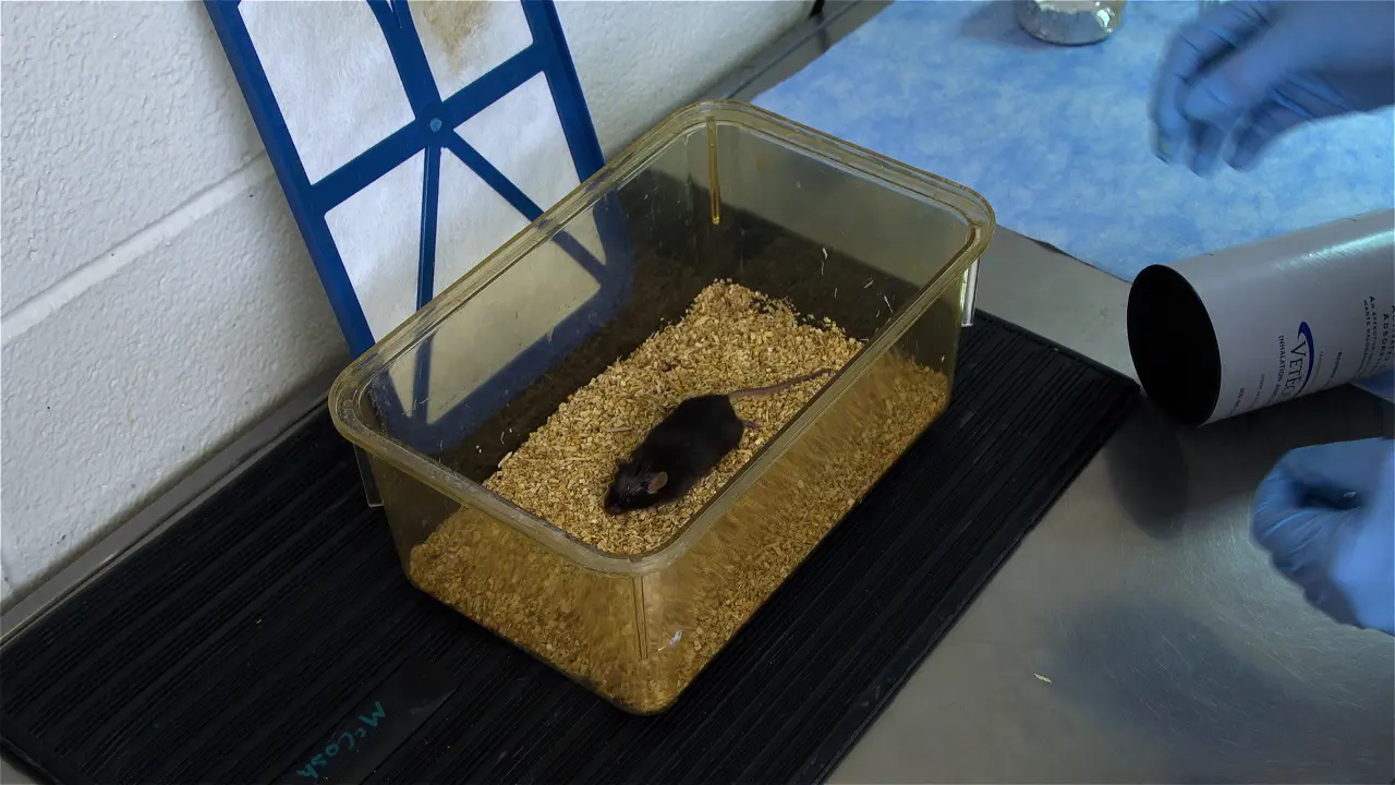 Free-Hand Intracerebroventricular Injections in Mice