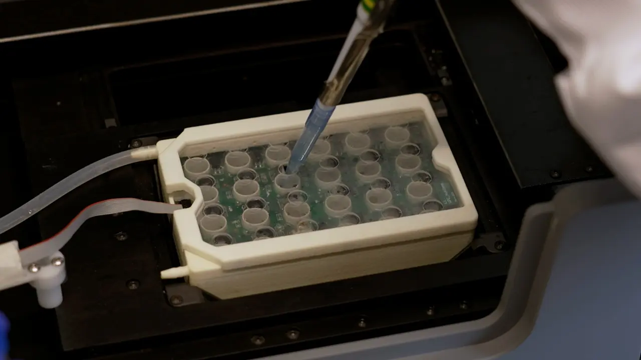 Real-Time Measurements of Calcium and Contractility Parameters in Human Induced Pluripotent Stem Cell-Derived Cardiomyocytes