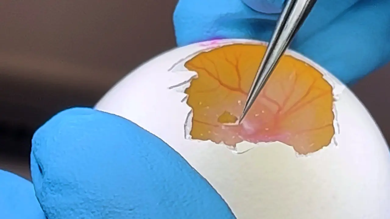 Left Atrial Ligation in the Avian Embryo as a Model for Altered Hemodynamic Loading During Early Vascular Development