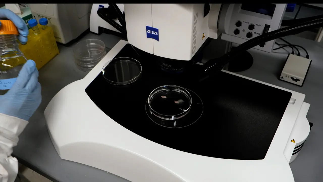 Generation and Manipulation of Rat Intestinal Organoids