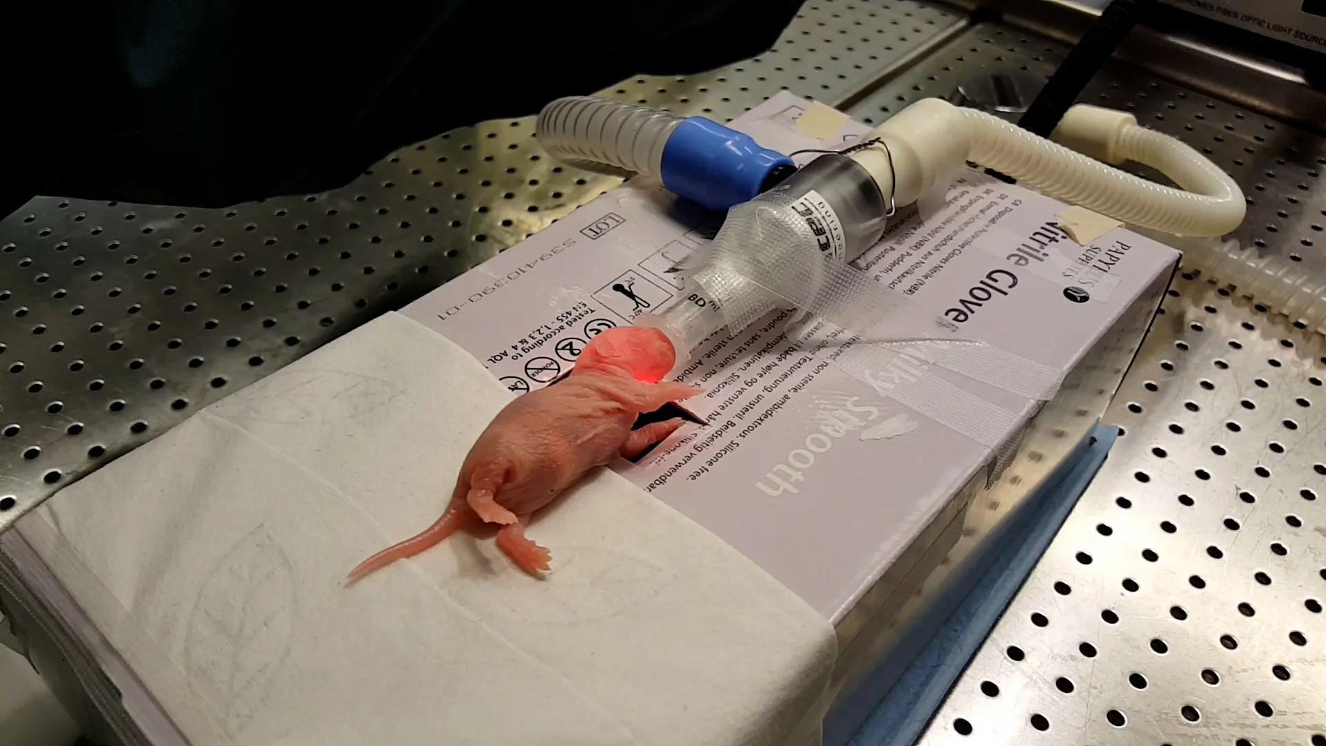 A Neonatal Rodent Model of Retroorbital Vein Injection