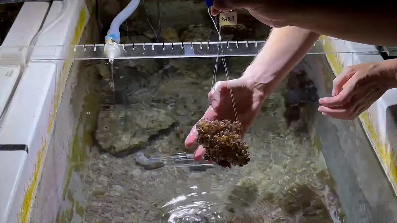 Effective Techniques for the Feeding and <em>Ex Situ</em> Culture of a Brooding Scleractinian Coral, <em>Pocillopora acuta</em>
