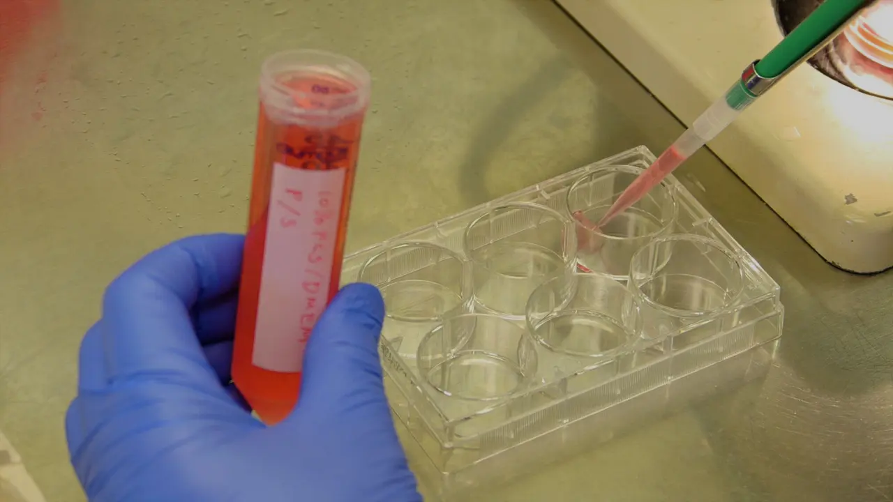 Using Avian Skin Explants to Study Tissue Patterning and Organogenesis