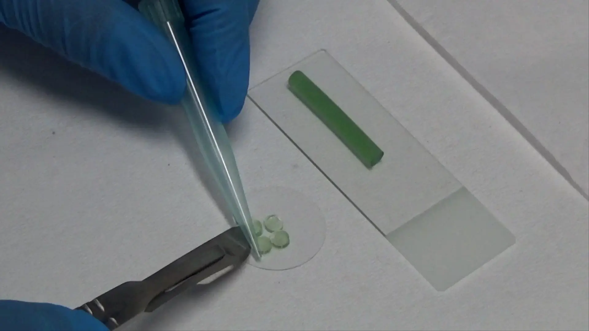 Vertical Immobilization Method for Time-Lapse Microscopy Analysis in Filamentous Cyanobacteria