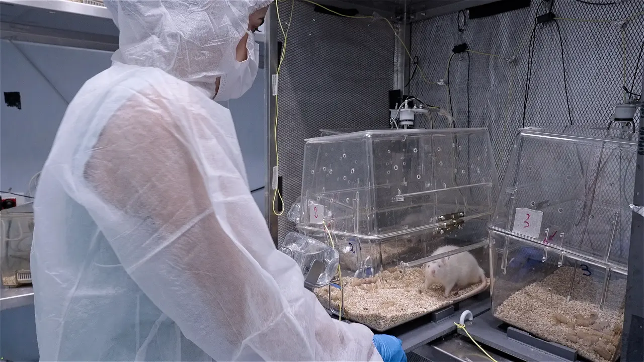 Sampling Cerebrospinal Fluid and Blood from Lateral Tail Vein in Rats During EEG Recordings