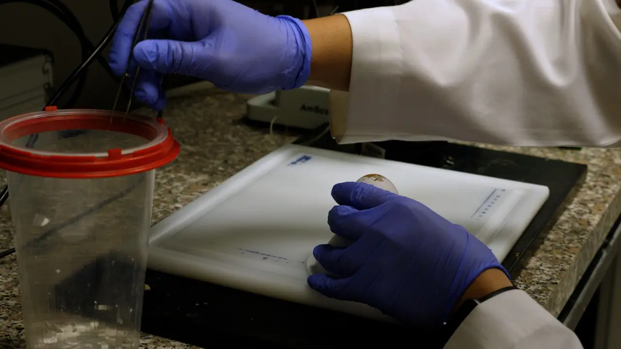 Microinjection of Recombinant RCAS(A) Retrovirus into Embryonic Chicken Lens