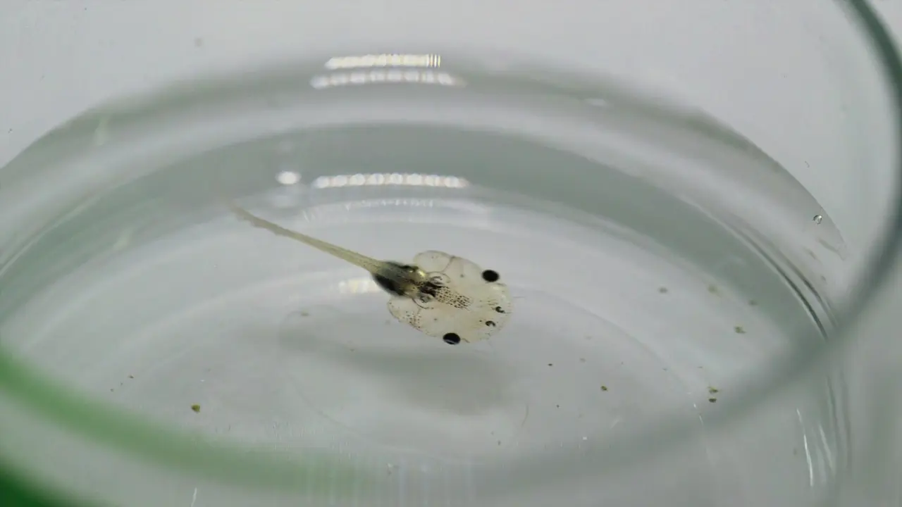 Generating Retinal Injury Models in <em>Xenopus</em> Tadpoles