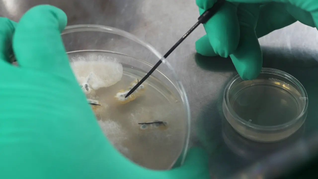 Isolation, Behavioral Identification, and Pathogenicity Assessment of Entomopathogenic Fungi from a Forest Wood Borer