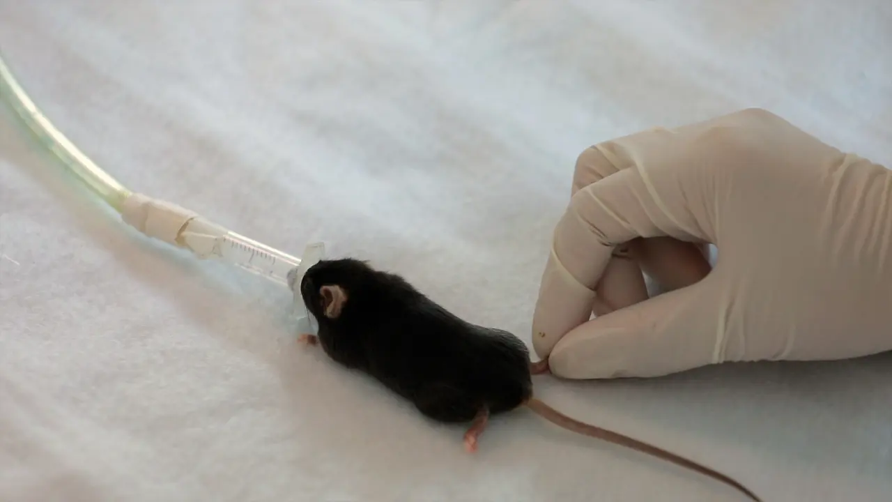 Acupuncture Treatment in a Mouse Model of Chronic Hypoxia-Induced Cognitive Dysfunction