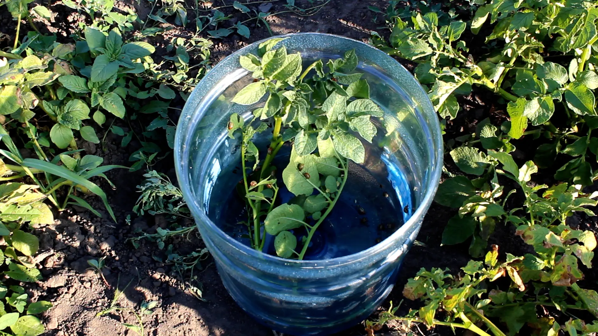 An Experimental Study on Colorado Potato Beetle Hibernation Under Natural Conditions