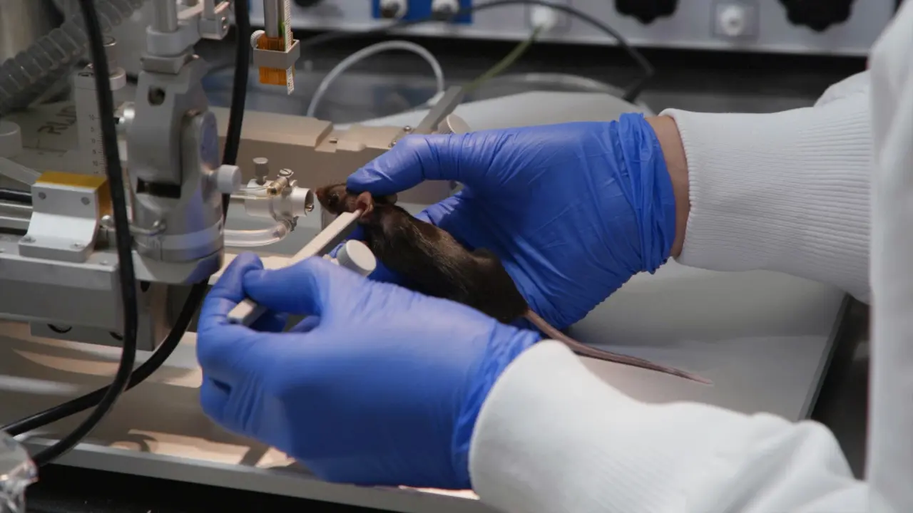 Remote Neuronal Activation Coupled with Automated Blood Sampling to Induce and Measure Circulating Luteinizing Hormone in Mice