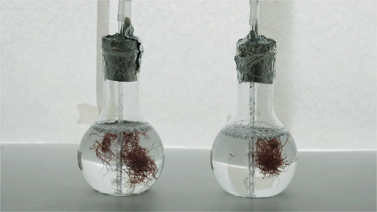 Valorization of the Red Seaweed <em>Gracilaria gracilis</em> Through a Biorefinery Approach