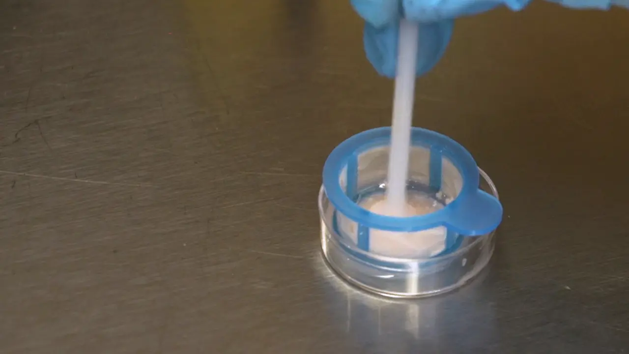 Rapid and Efficient Enrichment of Mouse Spinal Cord Microglia