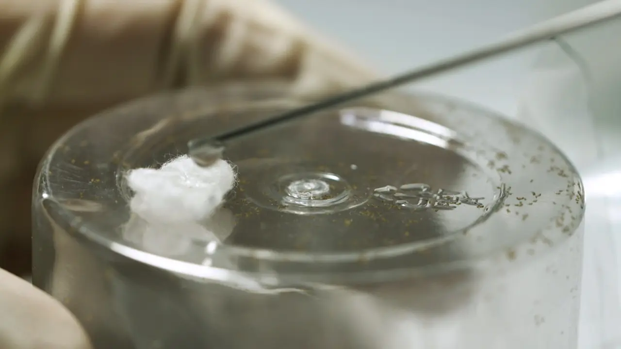 Extracting Venom from the Parasitoid Wasp <em>Trichogramma dendrolimi</em> Using an Artificial Host