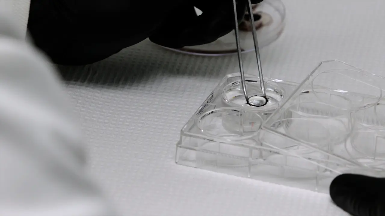 Automated Compression Testing of the Ocular Lens