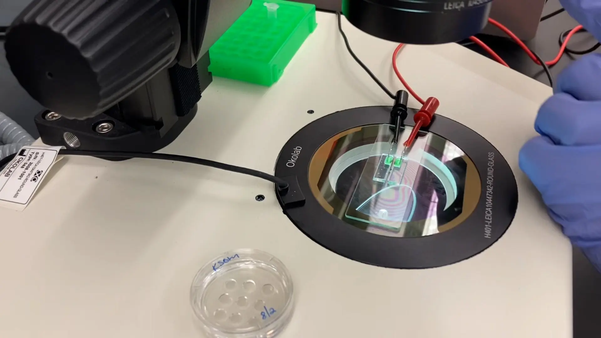 CRISPR-Cas9 Genome Editing of Rat Embryos using Adeno-Associated Virus (AAV) and 2-Cell Embryo Electroporation
