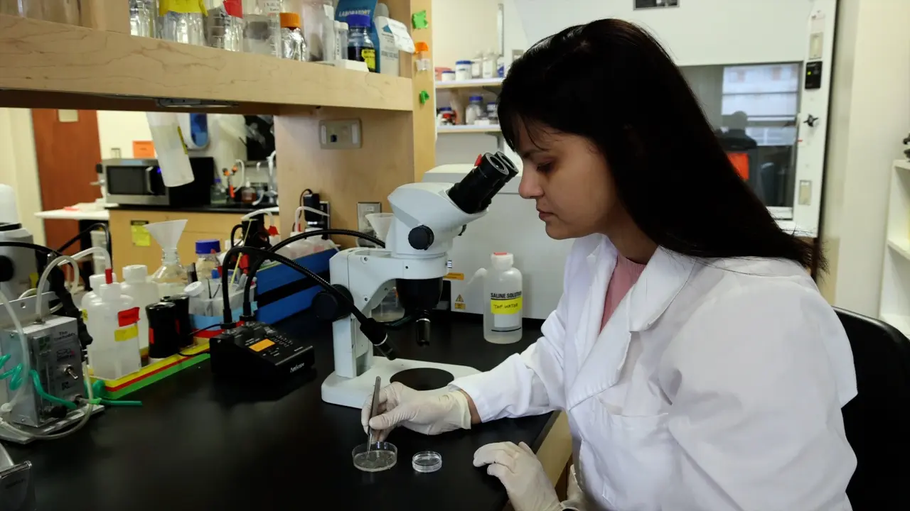 Measurement of Poly A Tail Length from <em>Drosophila</em> Larva Brain and Cell Line